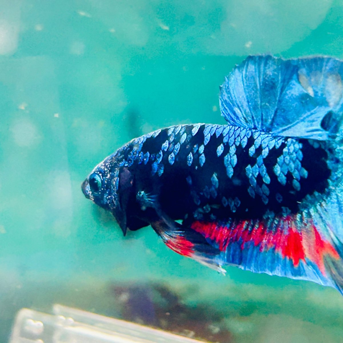 Plakat Avarta Nebula Male Betta Ma29 Male betta