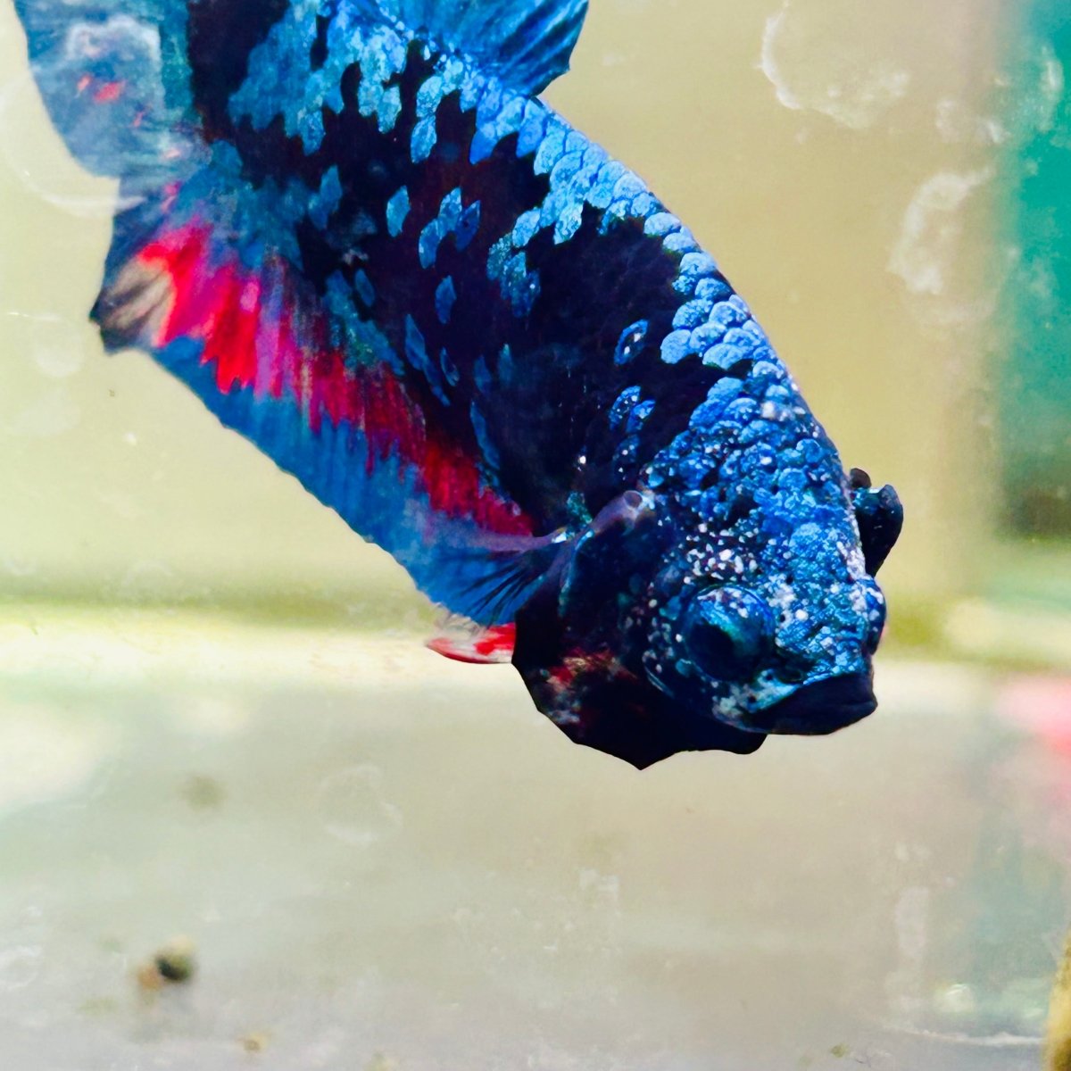 Plakat Avarta Nebula Male Betta Ma29 Male betta