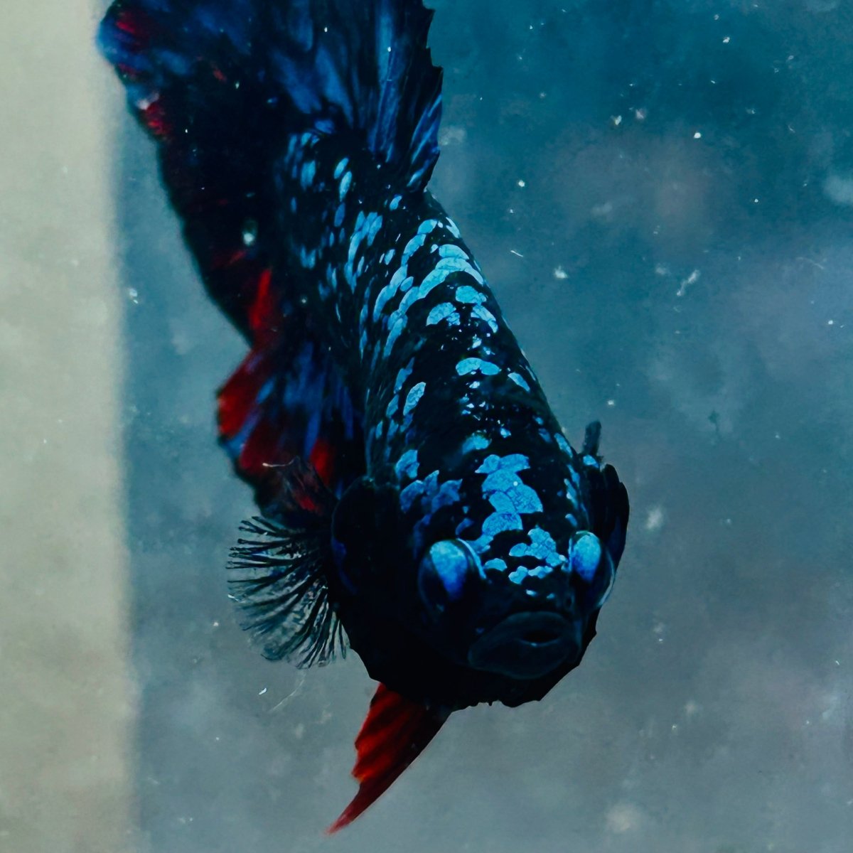 Plakat Avarta Stardust Male Betta 073 Male betta