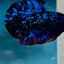 Plakat Avarta Stardust Male Betta 073 Male betta