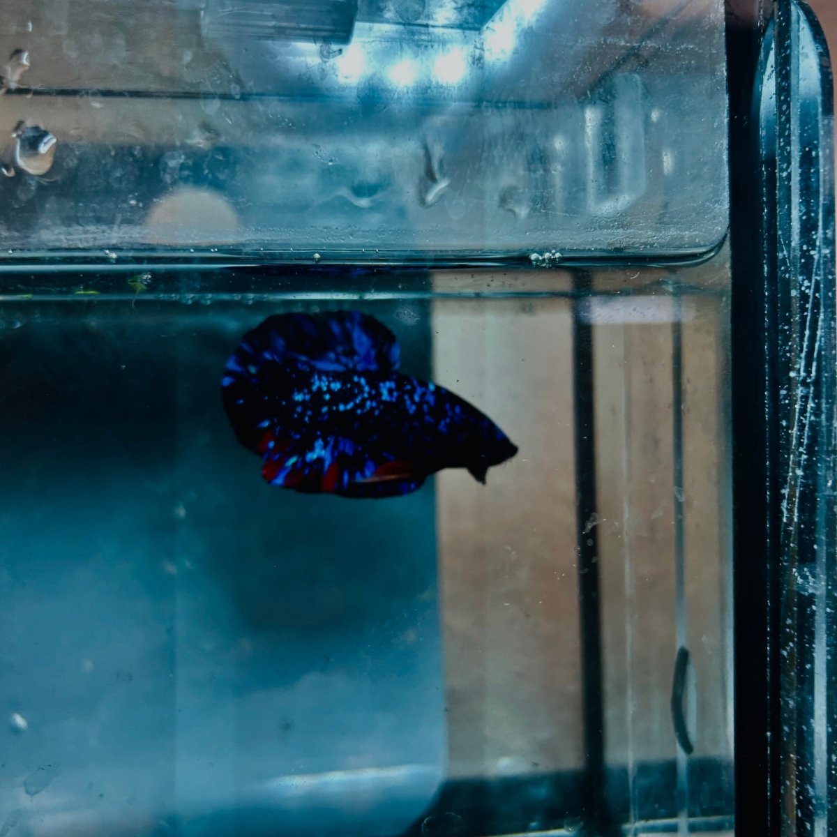 Plakat Avarta Stardust Male Betta 073 Male betta