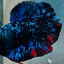 Plakat Avarta Stardust Male Betta 073 Male betta