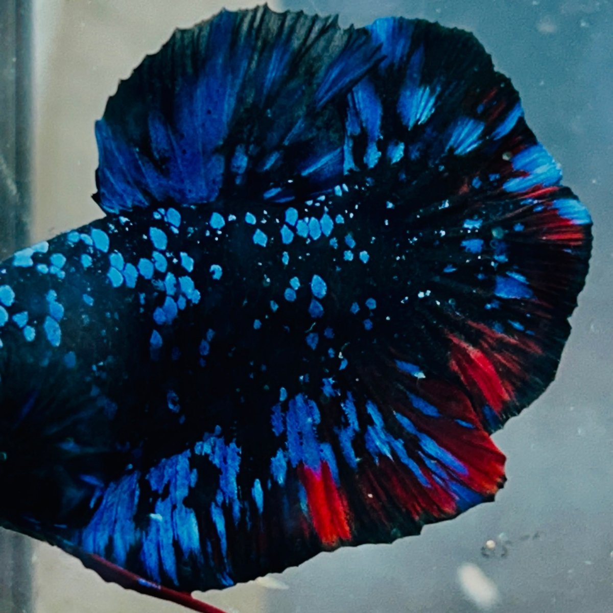 Plakat Avarta Stardust Male Betta 073 Male betta