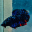 Plakat Avarta Stardust Male Betta 073 Male betta