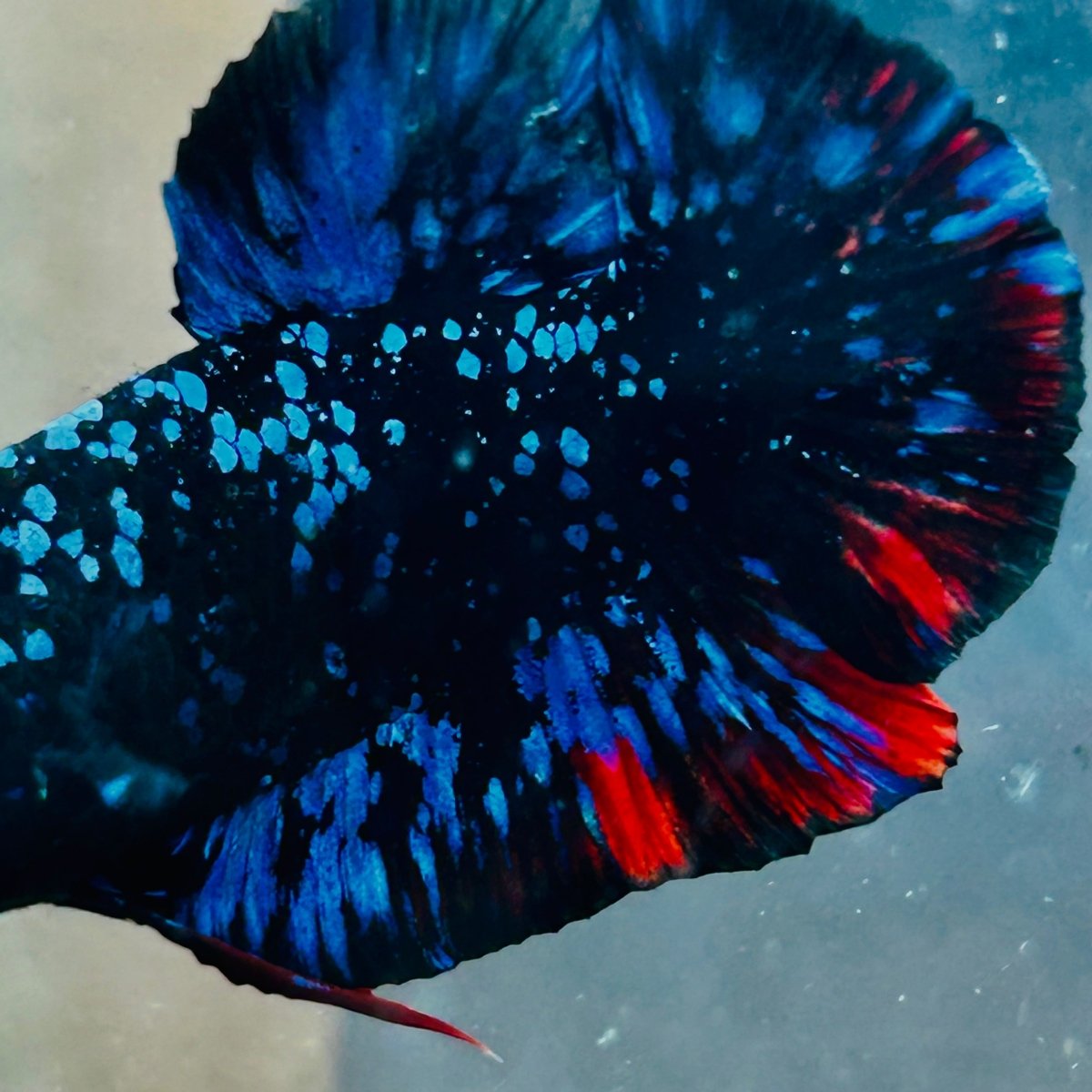 Plakat Avarta Stardust Male Betta 073 Male betta