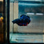 Plakat Avarta Stardust Male Betta 073 Male betta
