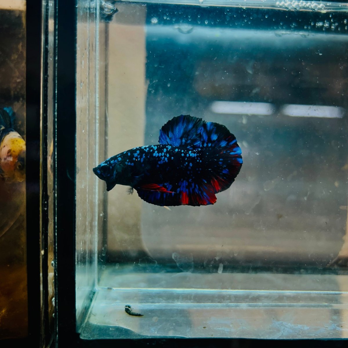 Plakat Avarta Stardust Male Betta 073 Male betta
