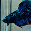 Plakat Avarta Stardust Male Betta 073 Male betta