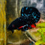 Plakat Avarta Stardust Male Betta MA39 Live Betta Fish Male betta