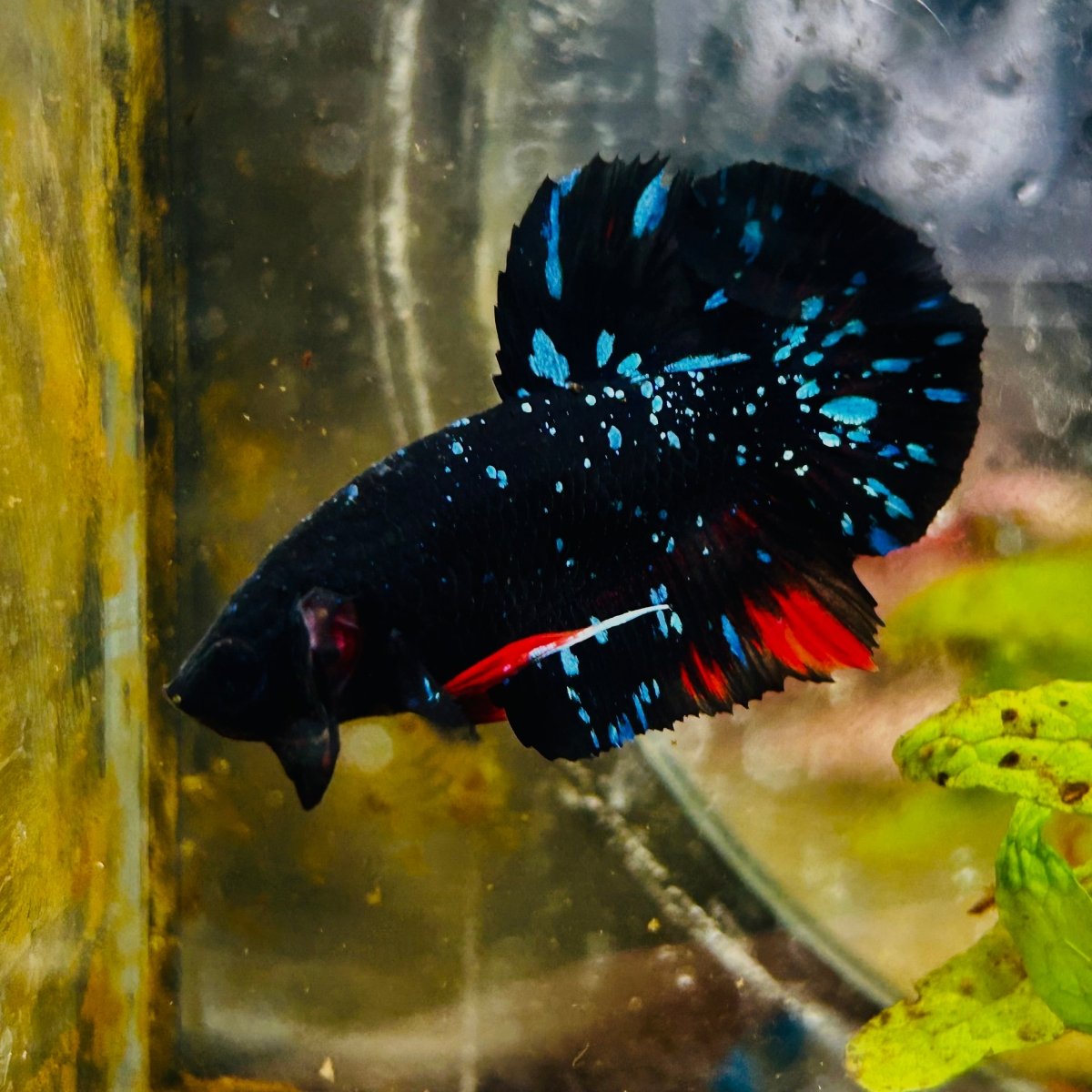 Plakat Avarta Stardust Male Betta MA39 Live Betta Fish Male betta