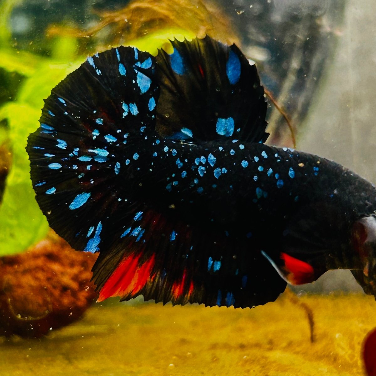 Plakat Avarta Stardust Male Betta MA39 Live Betta Fish Male betta