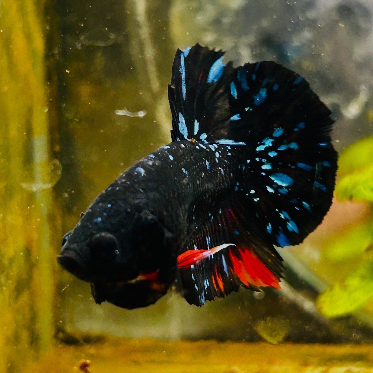 Plakat Avarta Stardust Male Betta MA39 Live Betta Fish Male betta