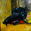 Plakat Avarta Stardust Male Betta MA39 Live Betta Fish Male betta