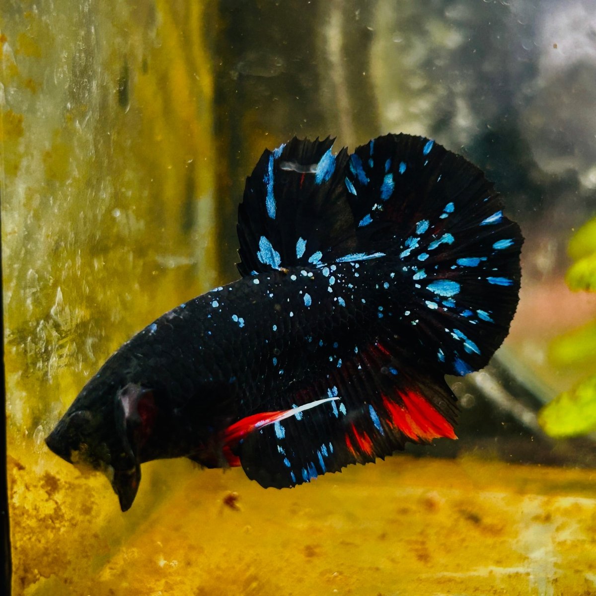 Plakat Avarta Stardust Male Betta MA39 Live Betta Fish Male betta