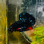 Plakat Avarta Stardust Male Betta MA39 Live Betta Fish Male betta