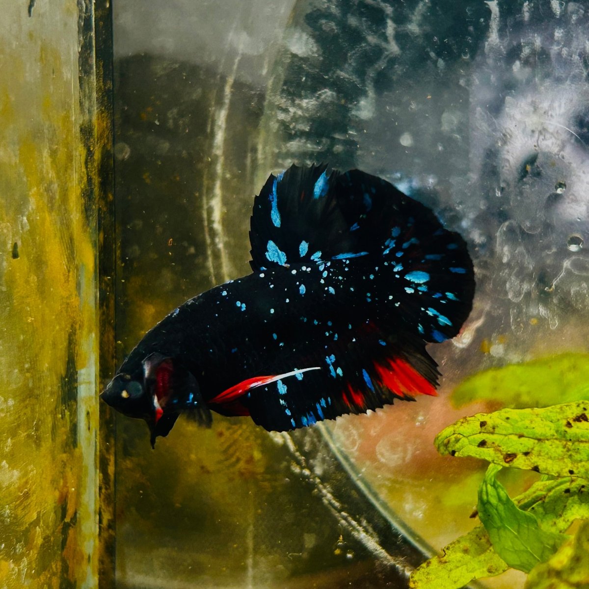 Plakat Avarta Stardust Male Betta MA39 Live Betta Fish Male betta