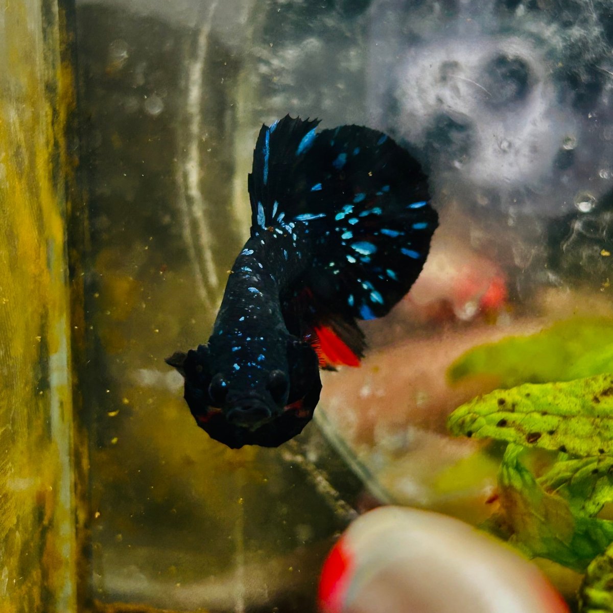 Plakat Avarta Stardust Male Betta MA39 Live Betta Fish Male betta