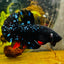 Plakat Avarta Stardust Male Betta MA39 Live Betta Fish Male betta