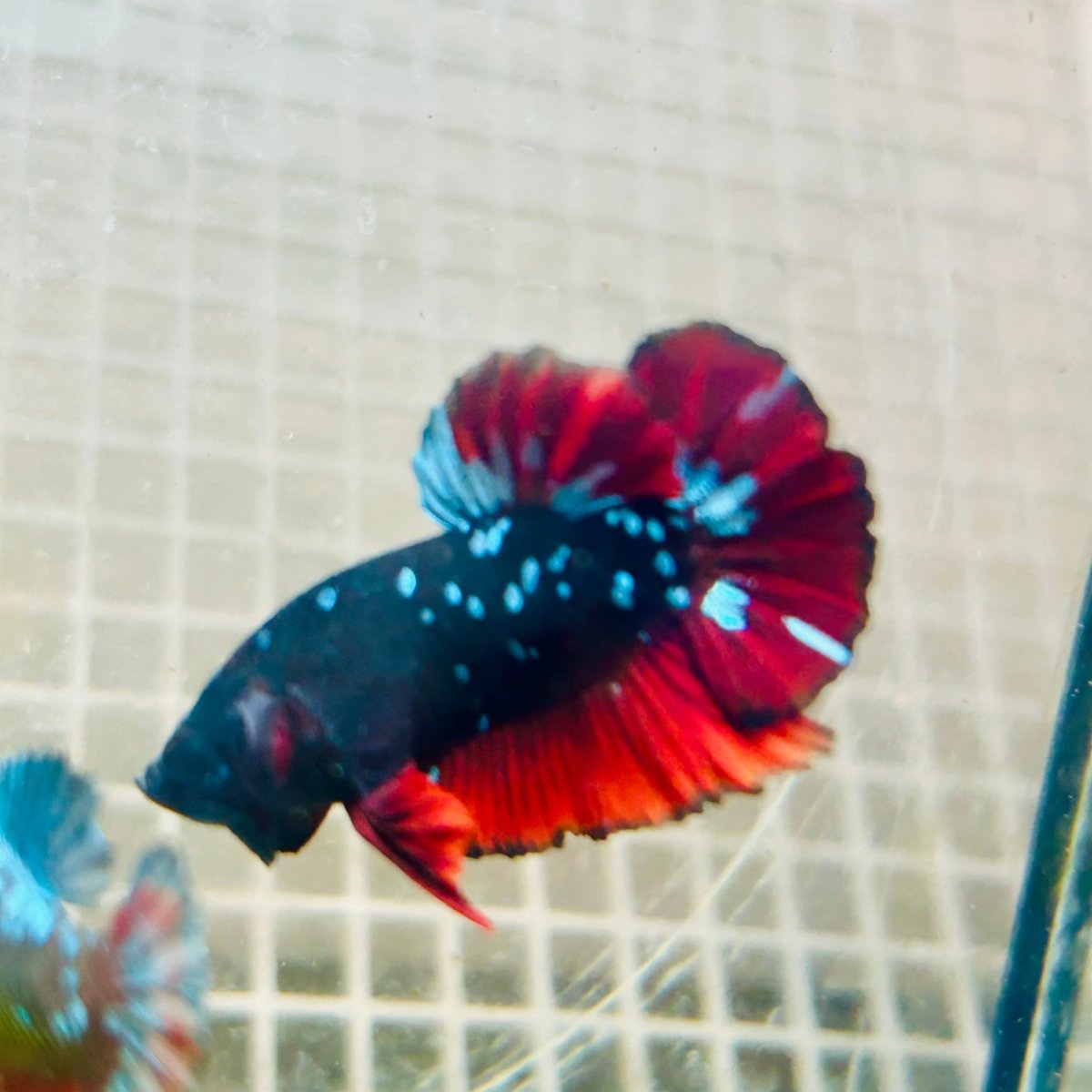 Plakat Avarta Vampire Male Betta 166 Live Betta Fish Male betta