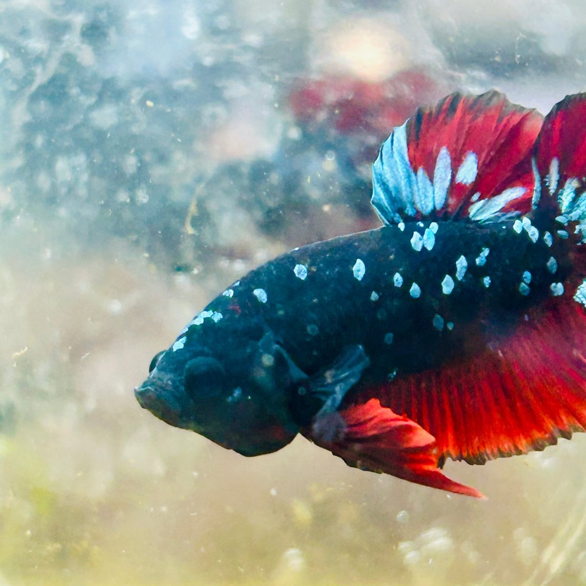 Plakat Avarta Vampire Male Betta 166 Live Betta Fish Male betta