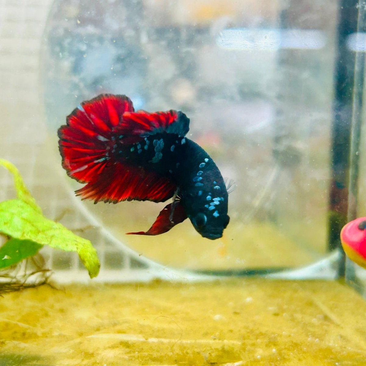 Plakat Avarta Vampire Male Betta 166 Live Betta Fish Male betta