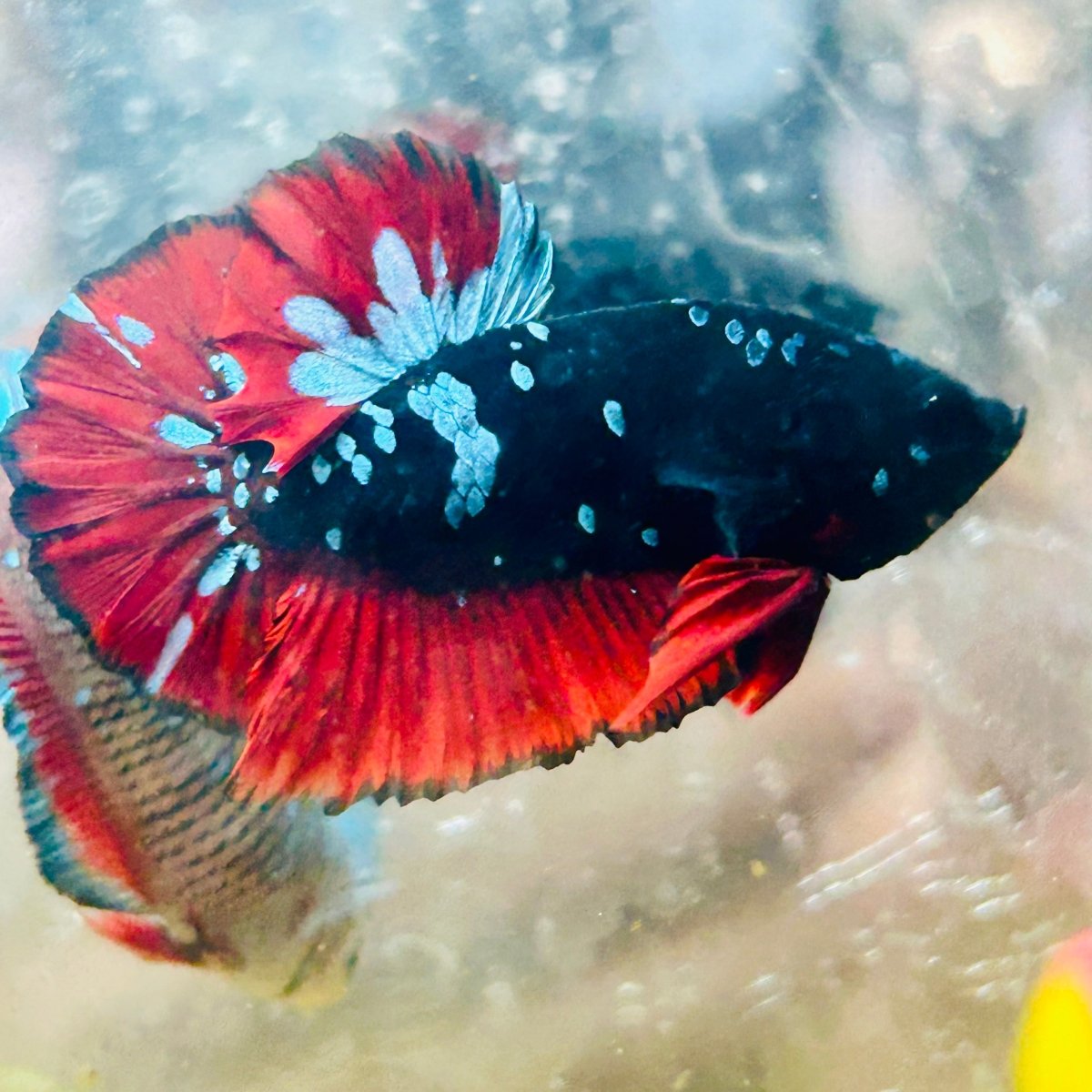 Plakat Avarta Vampire Male Betta 166 Live Betta Fish Male betta