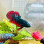 Plakat Avarta Vampire Male Betta 166 Live Betta Fish Male betta