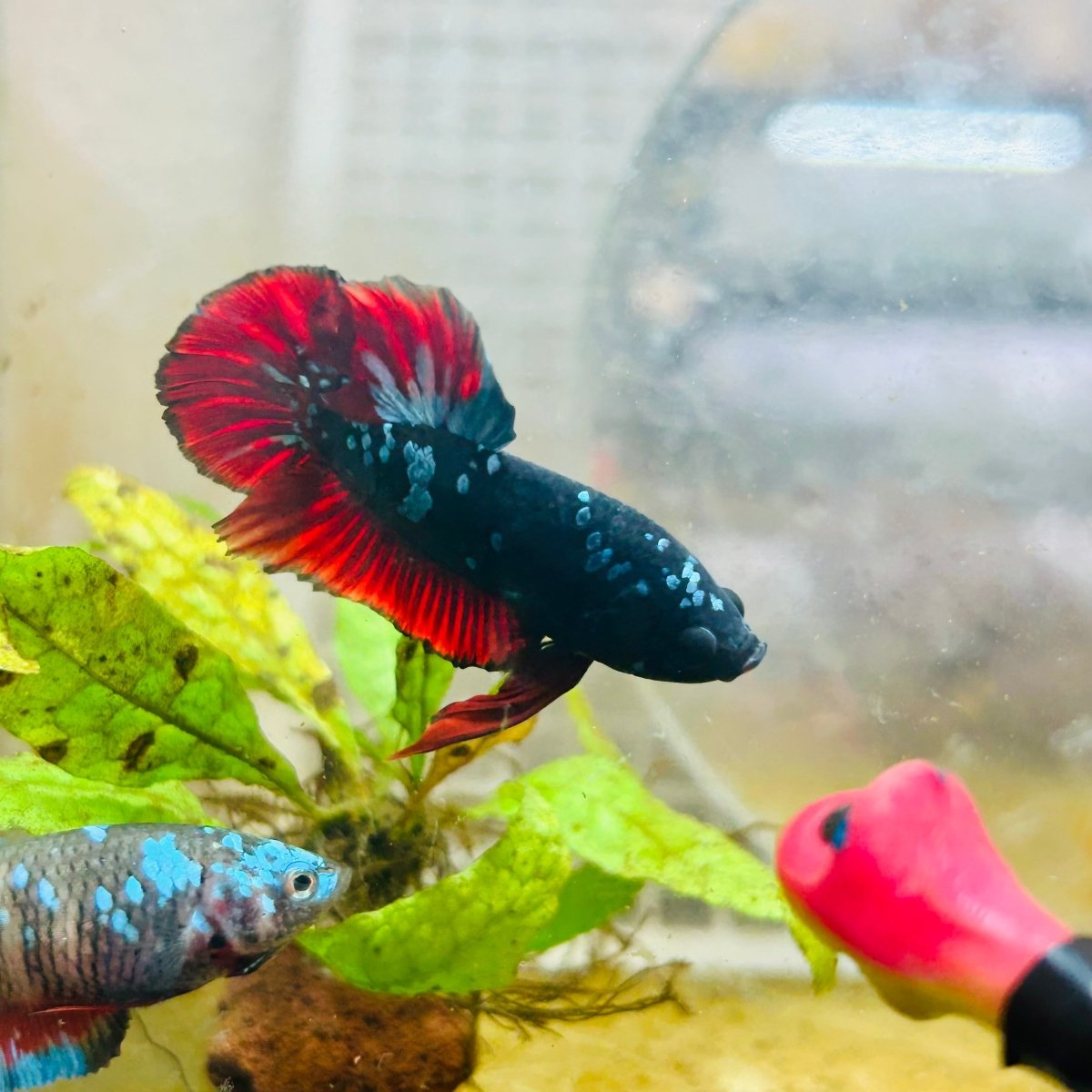 Plakat Avarta Vampire Male Betta 166 Live Betta Fish Male betta