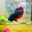 Plakat Avarta Vampire Male Betta 166 Live Betta Fish Male betta