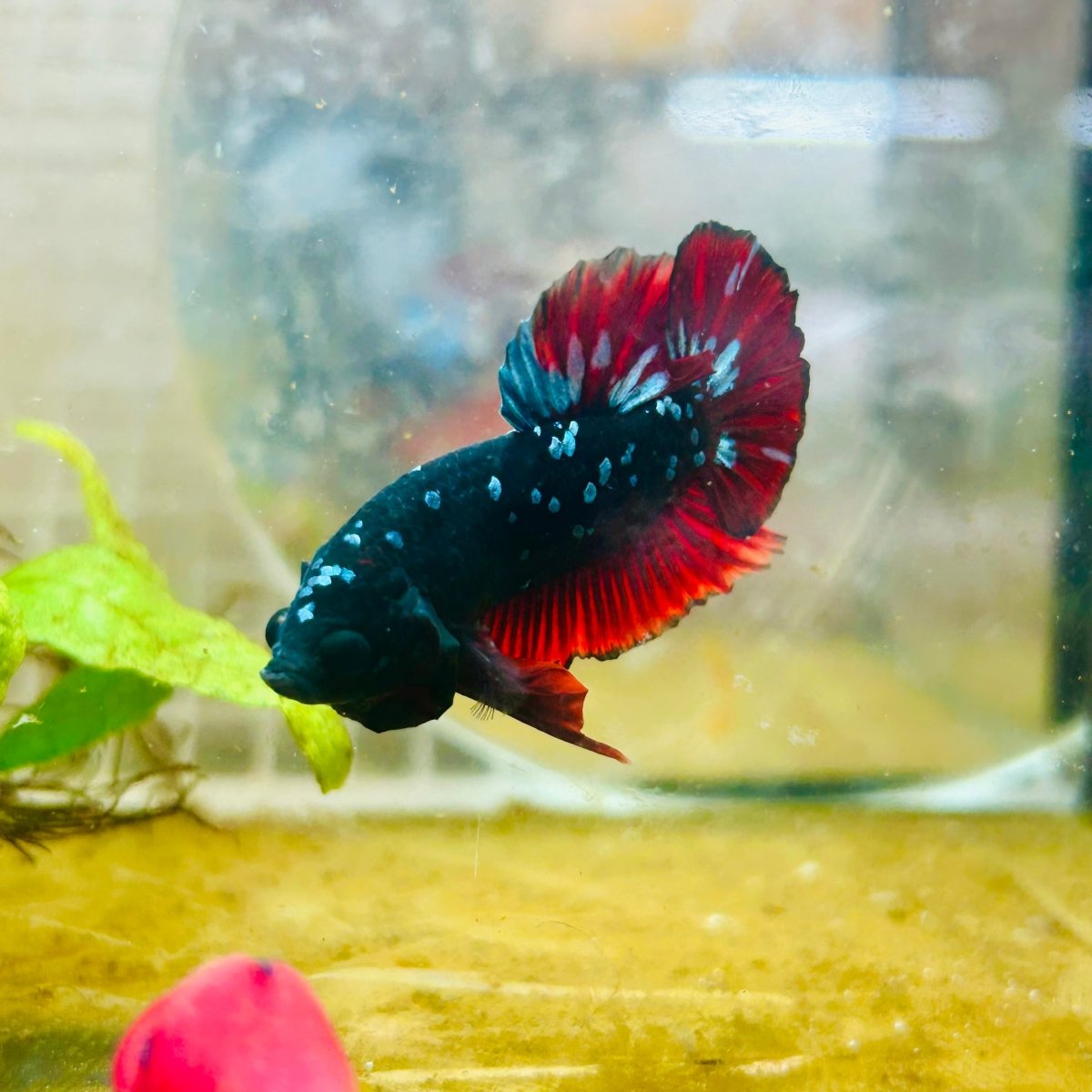 Plakat Avarta Vampire Male Betta 166 Live Betta Fish Male betta