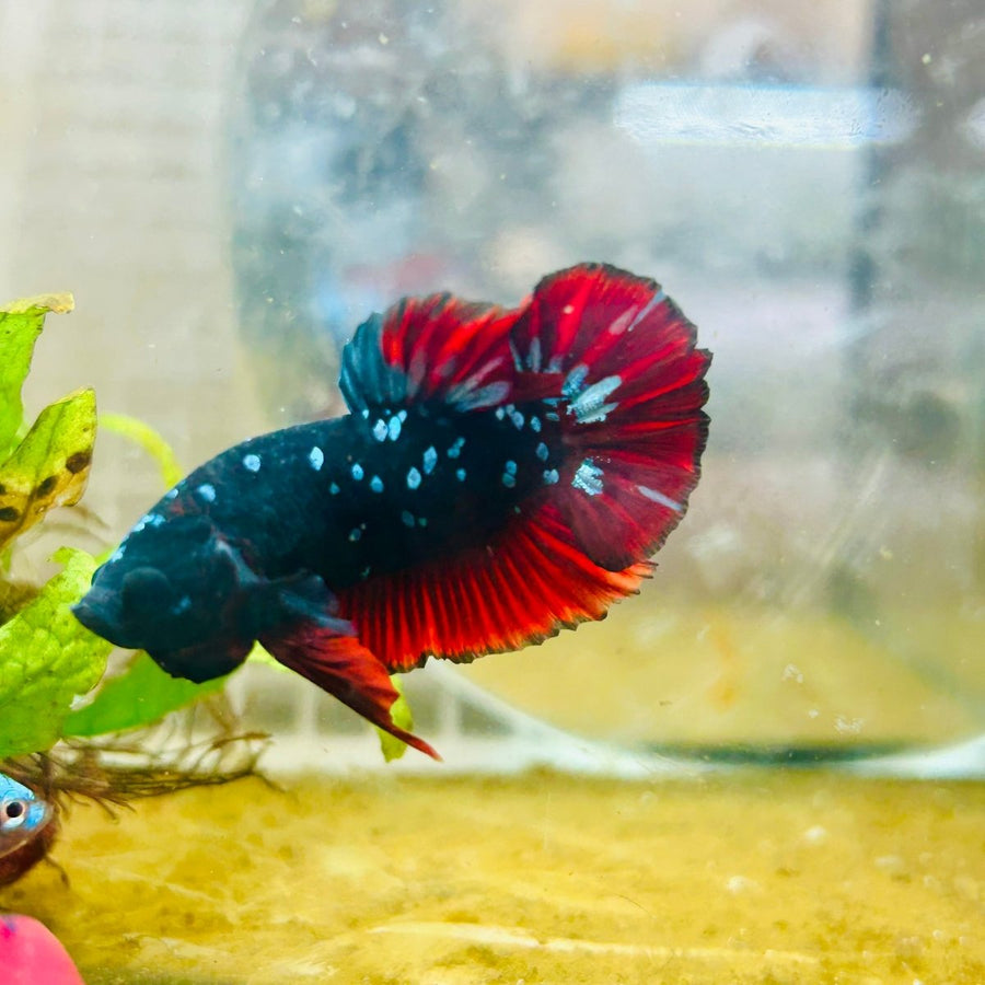 Plakat Avarta Vampire Male Betta 166 Live Betta Fish Male betta
