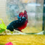 Plakat Avarta Vampire Male Betta 166 Live Betta Fish Male betta