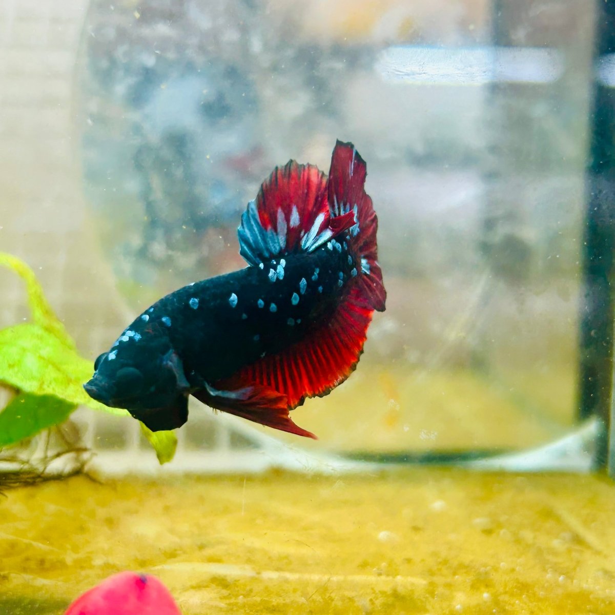 Plakat Avarta Vampire Male Betta 166 Live Betta Fish Male betta