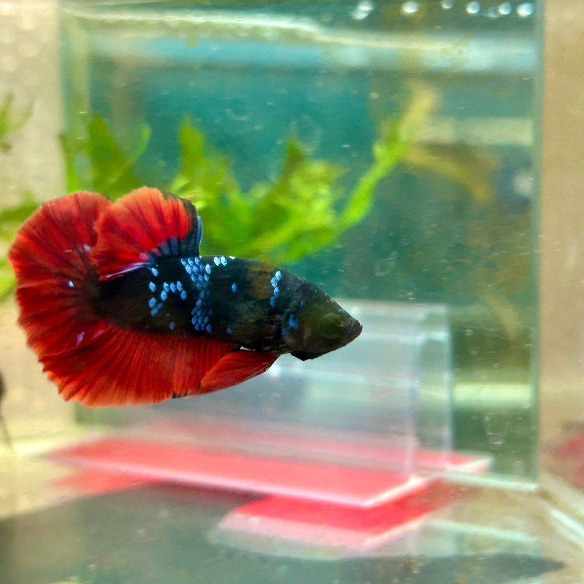 Plakat Avatar Vampire Male Betta #181