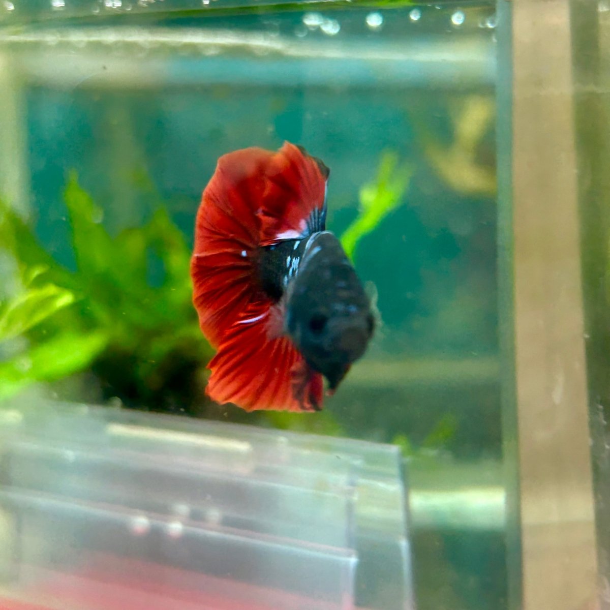 Plakat Avatar Vampire Male Betta #181