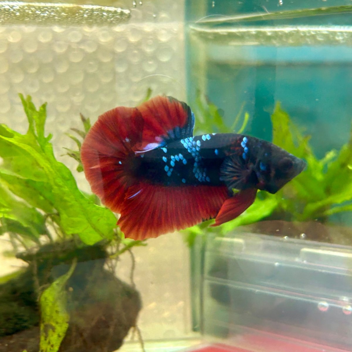 Plakat Avatar Vampire Male Betta #181
