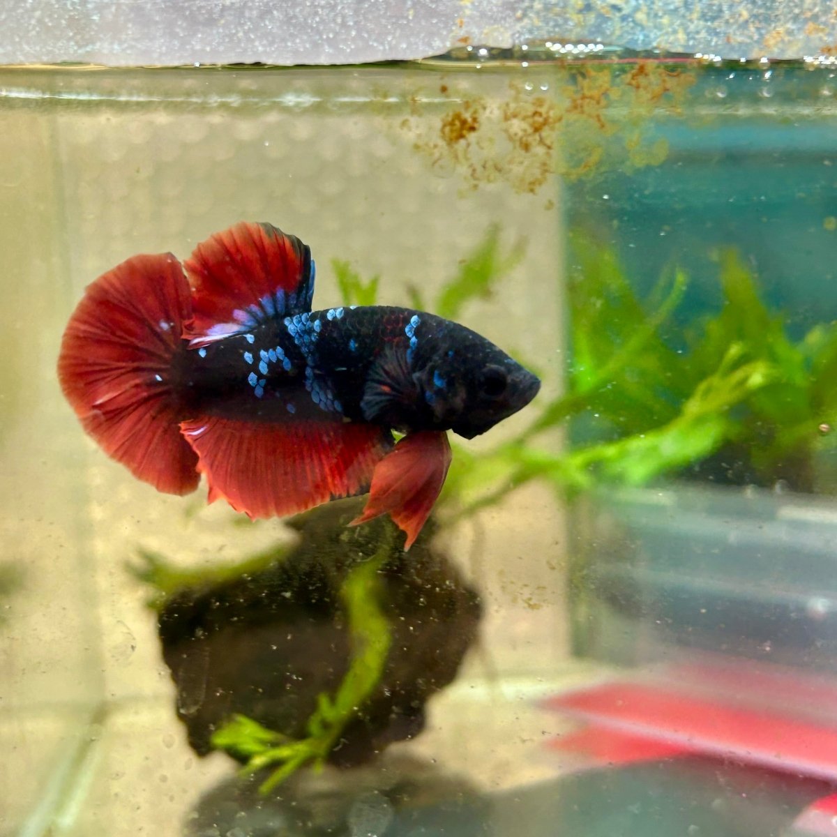 Plakat Avatar Vampire Male Betta #181