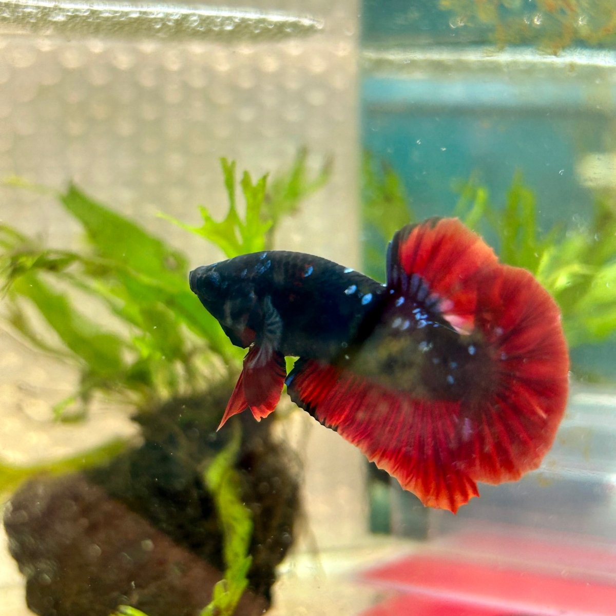 Plakat Avatar Vampire Male Betta #181