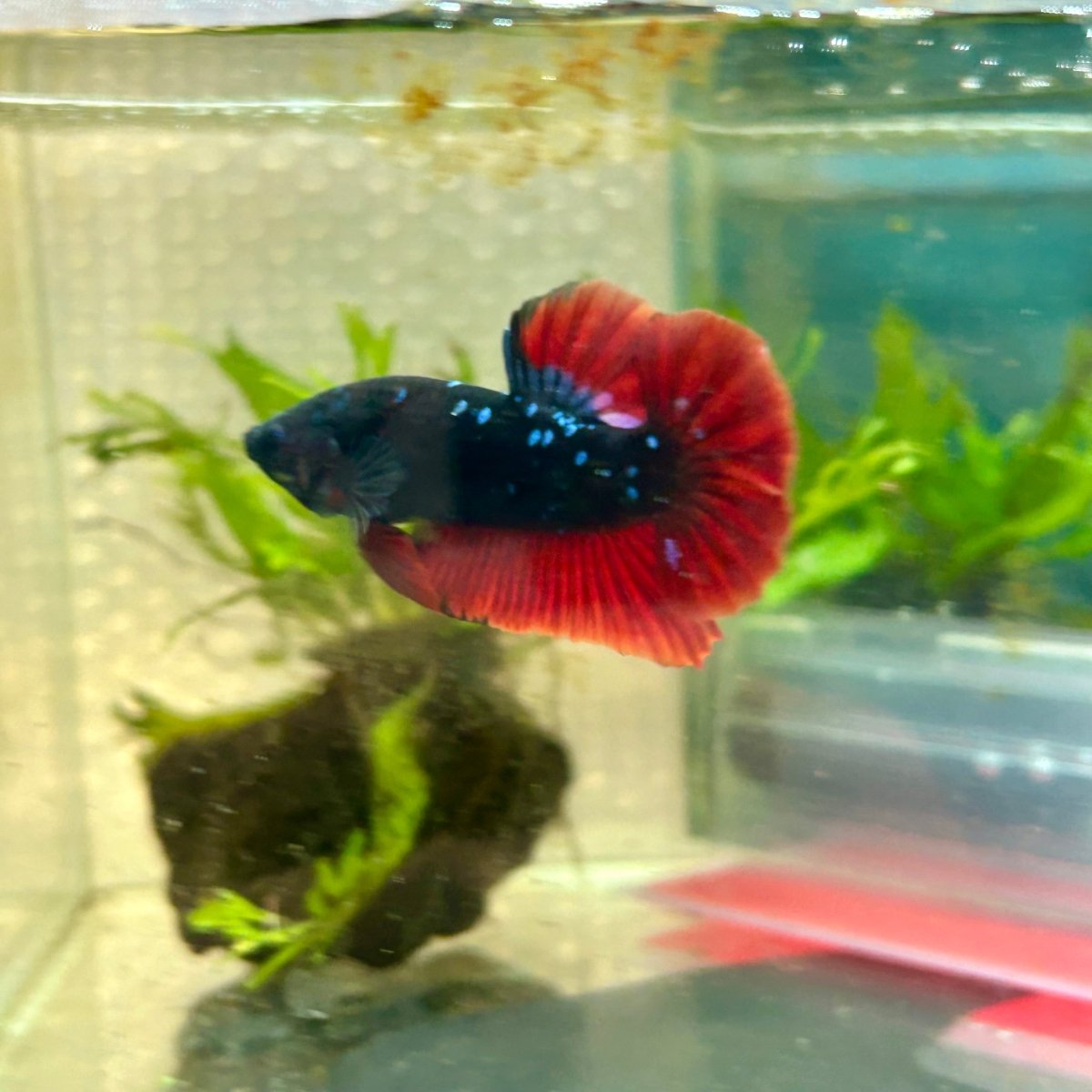 Plakat Avatar Vampire Male Betta #181
