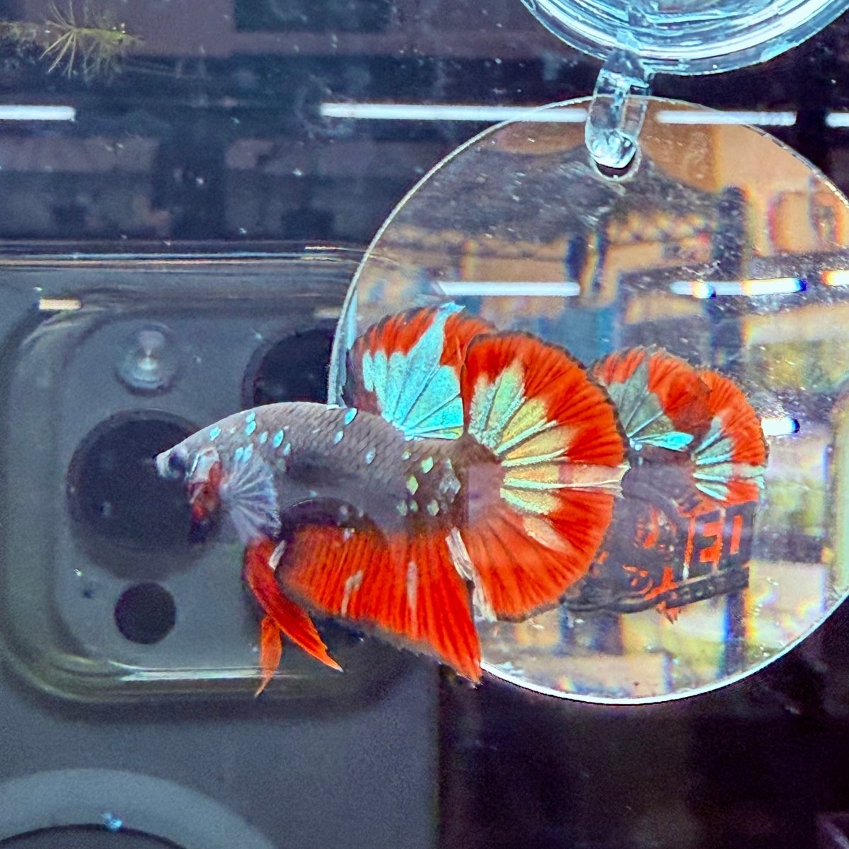 Plakat Avarta Vampire Male Betta A67