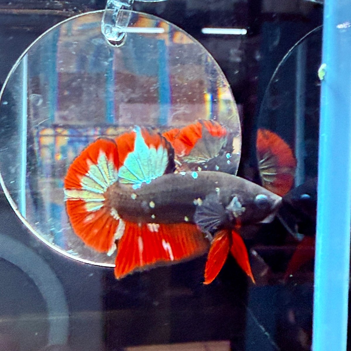 Plakat Avarta Vampire Male Betta A67