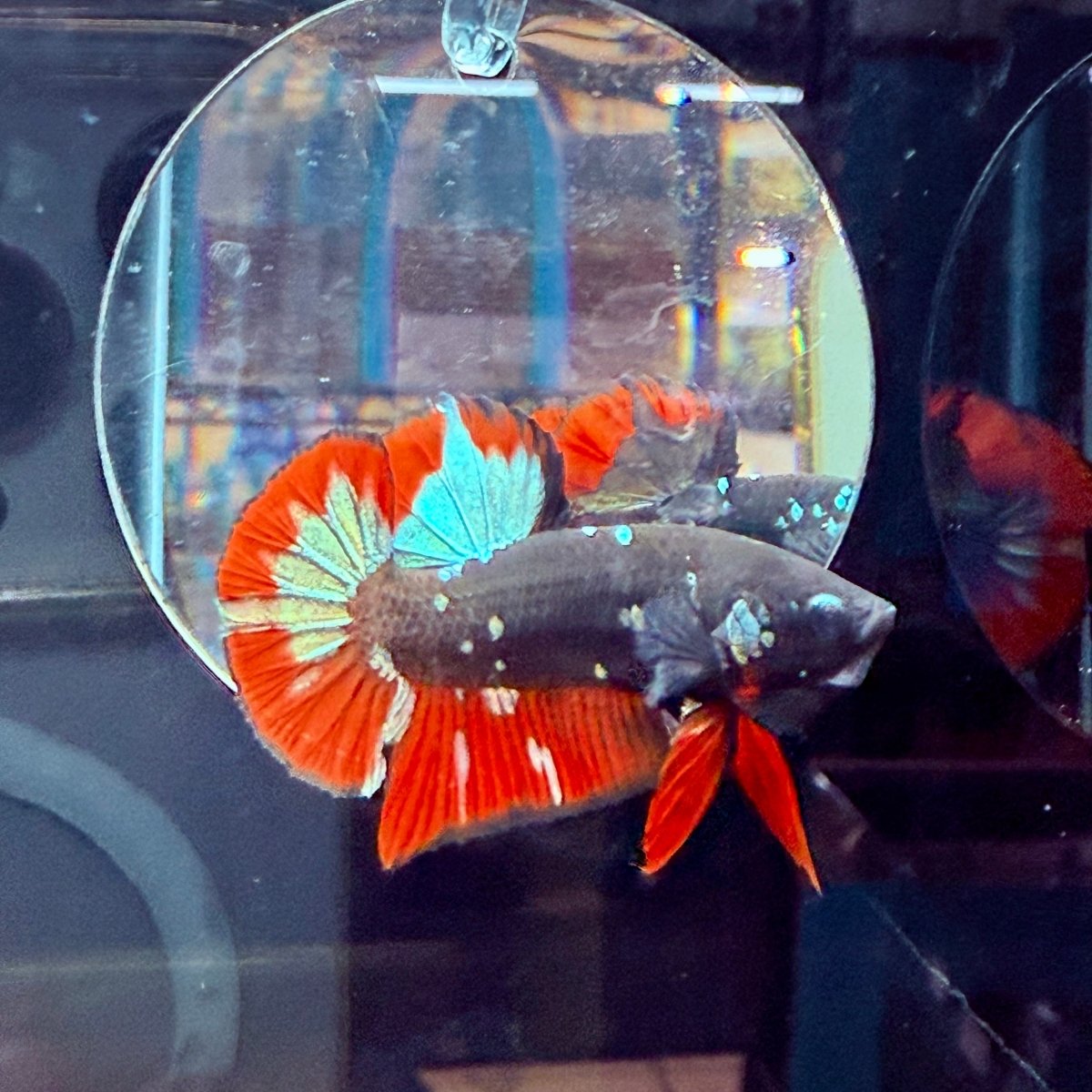 Plakat Avarta Vampire Male Betta A67