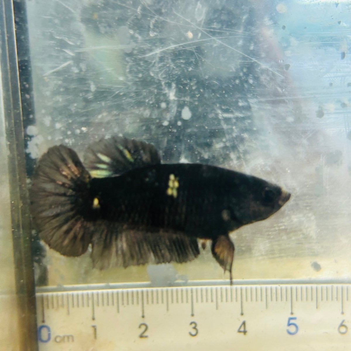 Póster Avatar Black Copper Hembra Betta #182