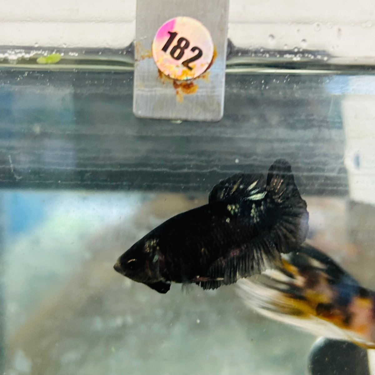 Póster Avatar Black Copper Hembra Betta #182