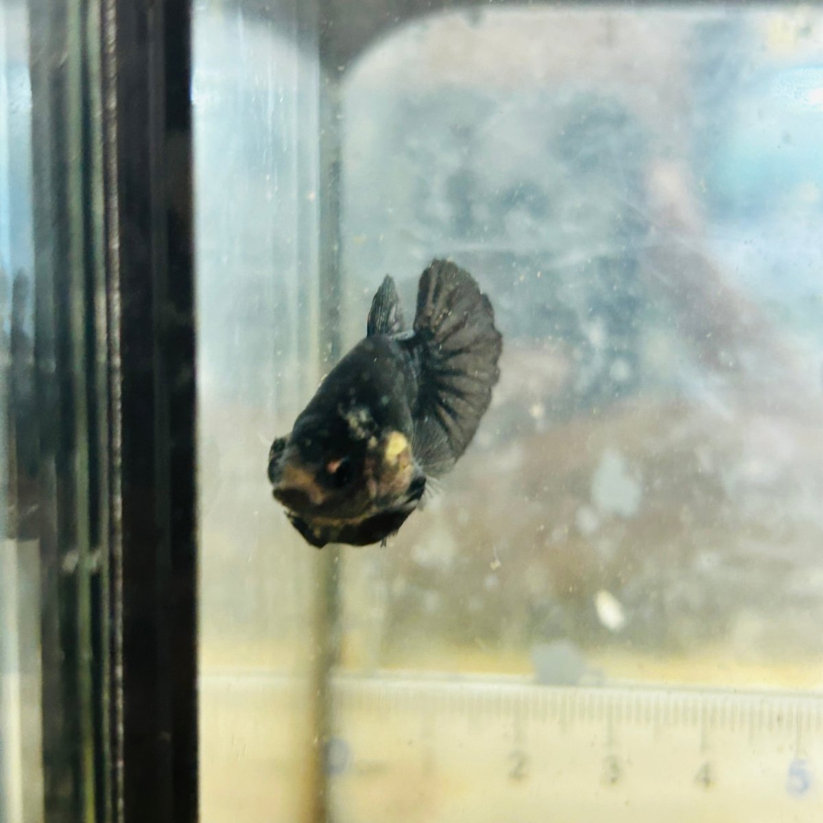 Póster Avatar Black Copper Hembra Betta #182