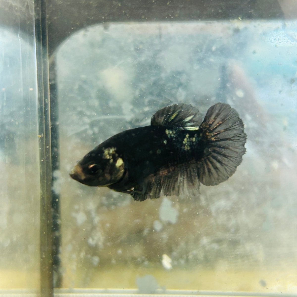 Póster Avatar Black Copper Hembra Betta #182