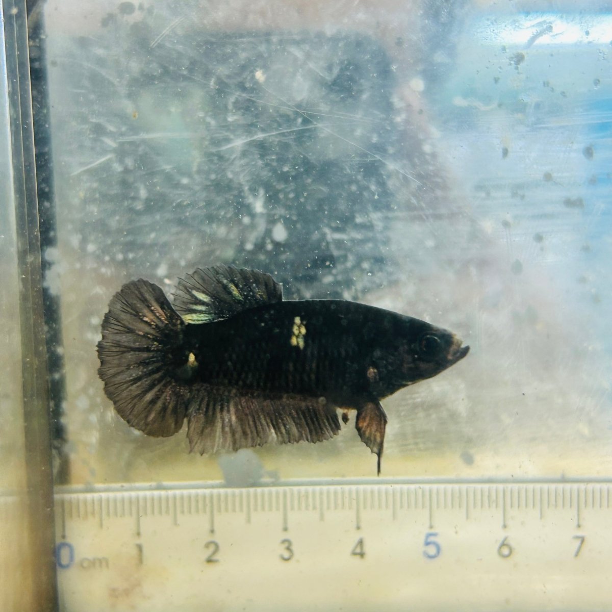 Póster Avatar Black Copper Hembra Betta #182