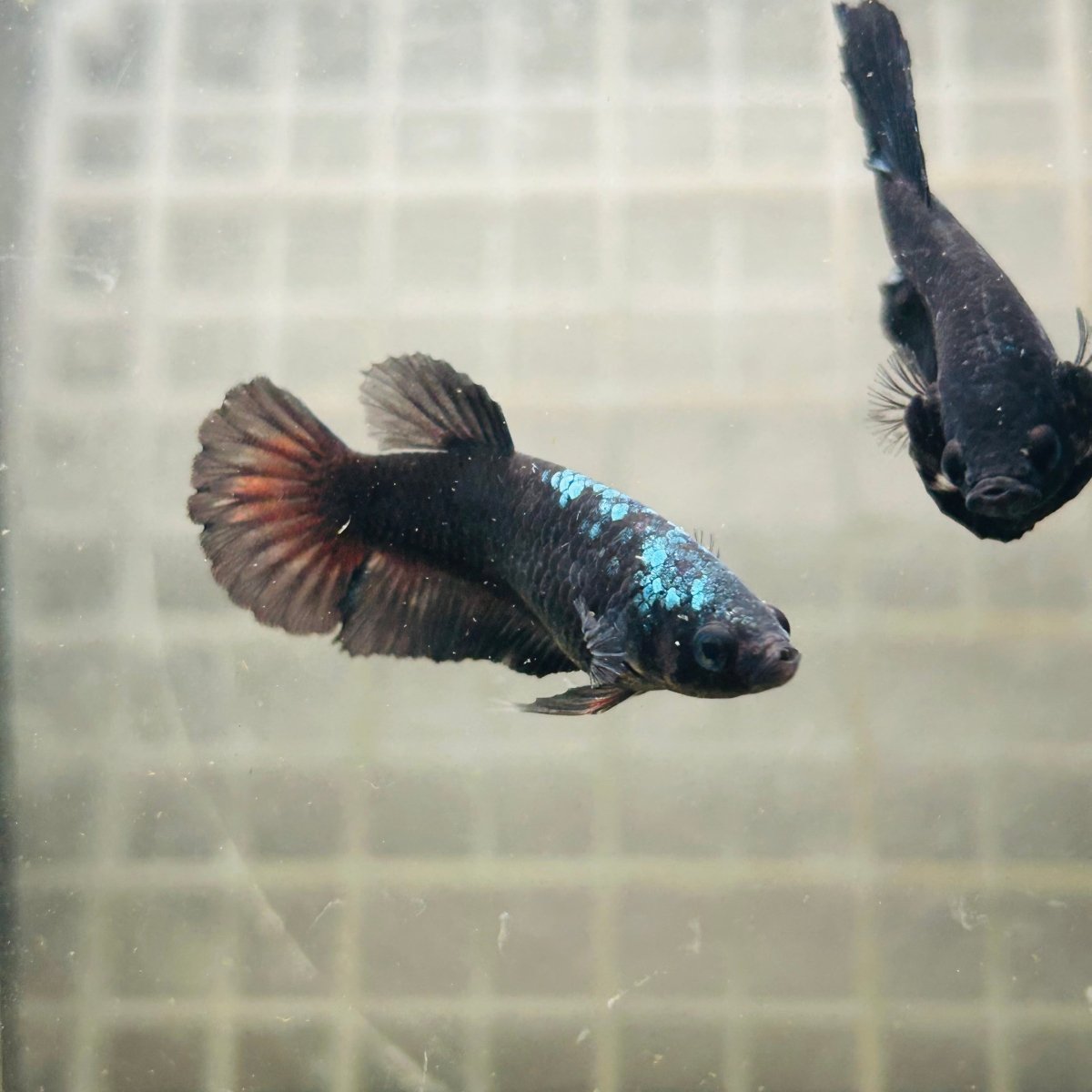 Plakat Avatar Black Female Betta N45