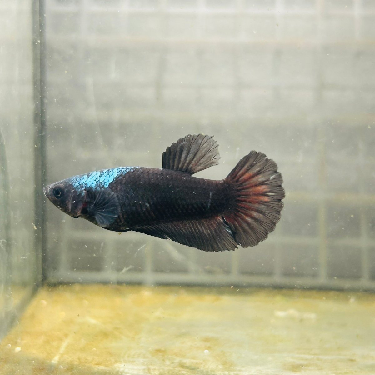 Plakat Avatar Black Female Betta #N45
