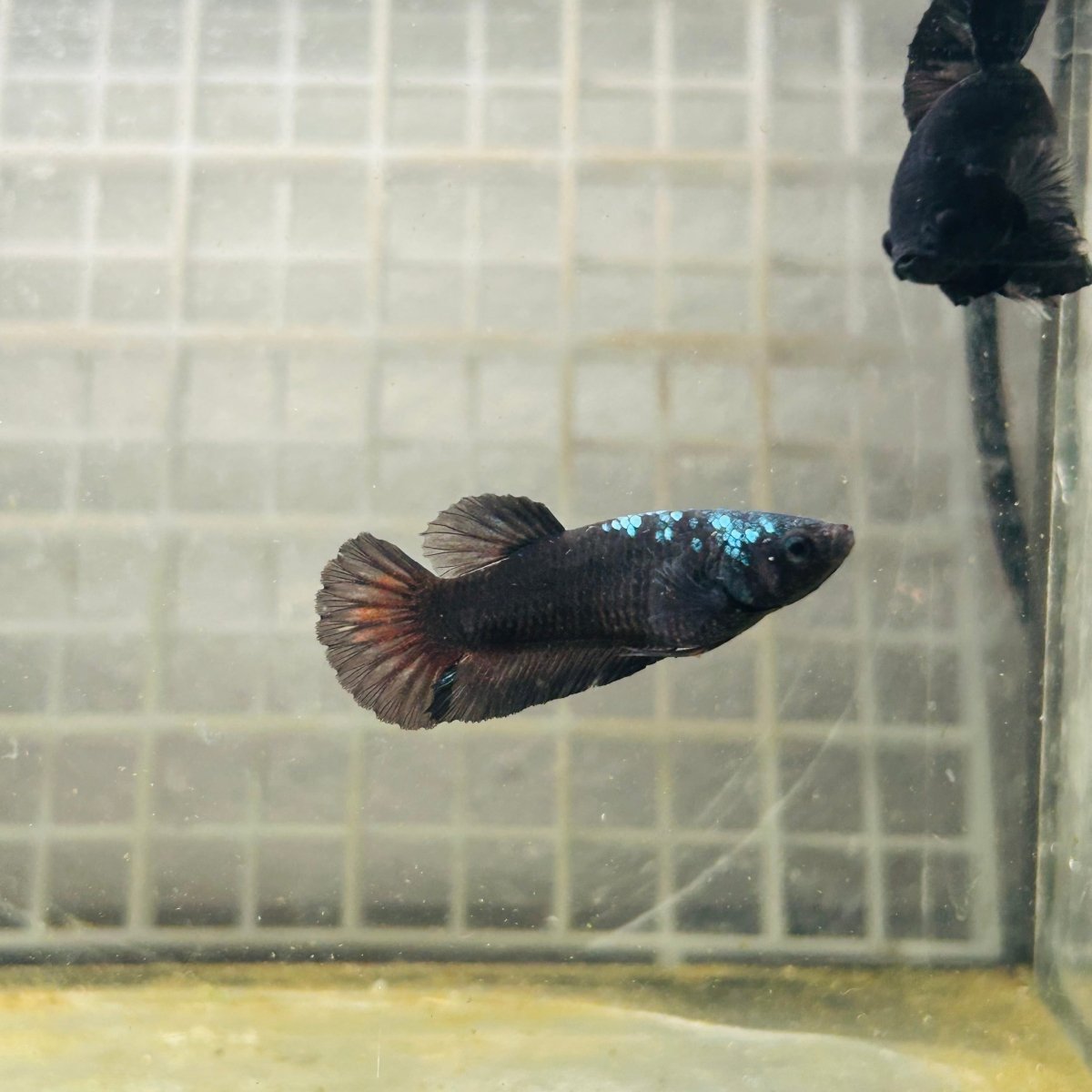 Plakat Avatar Black Female Betta #N45